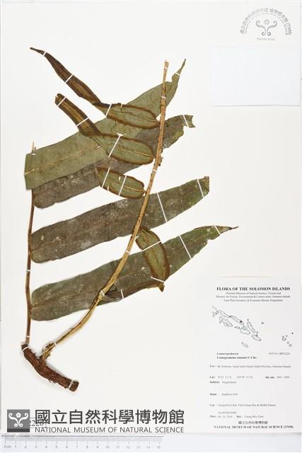 登錄號:BP02226藏品圖，第1張