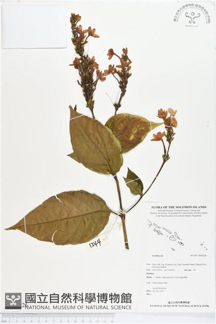 登錄號:BS02226藏品圖，第1張