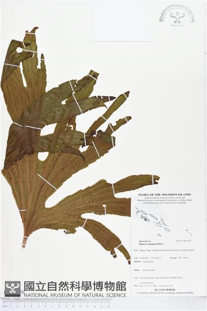 雙扇蕨藏品圖，第1張