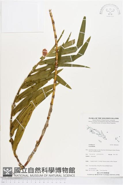 登錄號:BS04226藏品圖，第1張