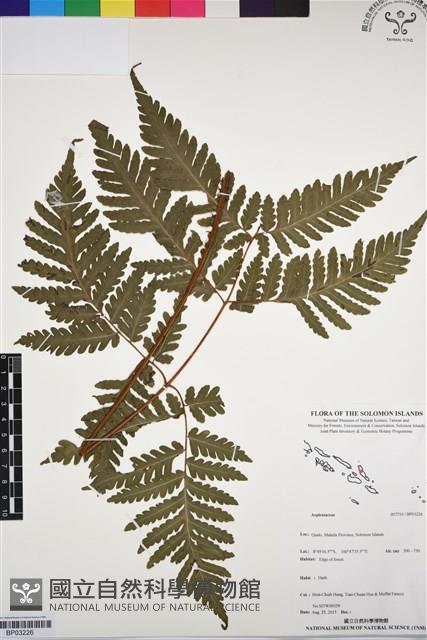 登錄號:BP03226藏品圖，第1張