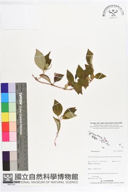 登錄號:BS07226藏品圖，第1張