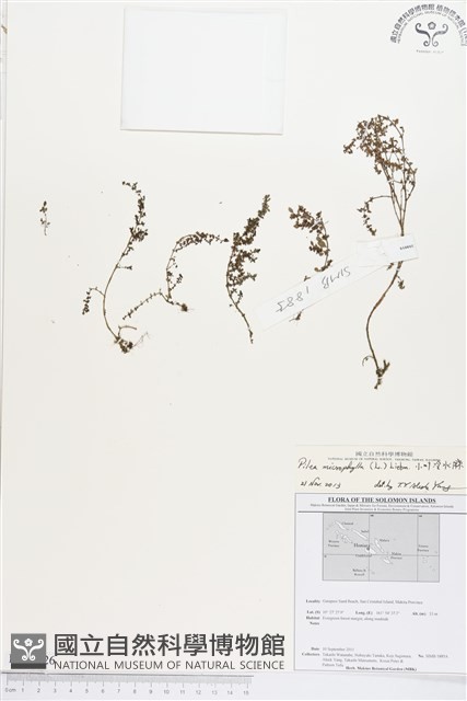 小葉冷水麻藏品圖，第1張