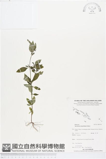 蔓鴨舌黃舅藏品圖，第1張