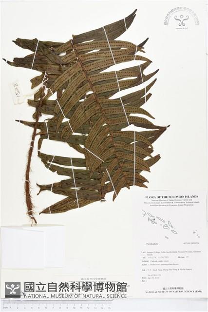 登錄號:BP00526藏品圖，第1張