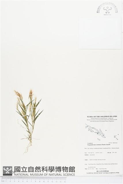 金絲草藏品圖，第1張