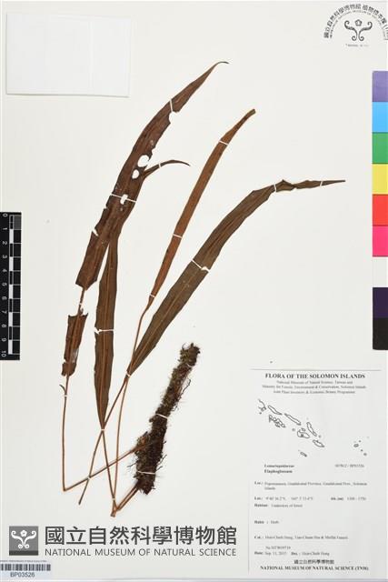 登錄號:BP03526藏品圖，第1張