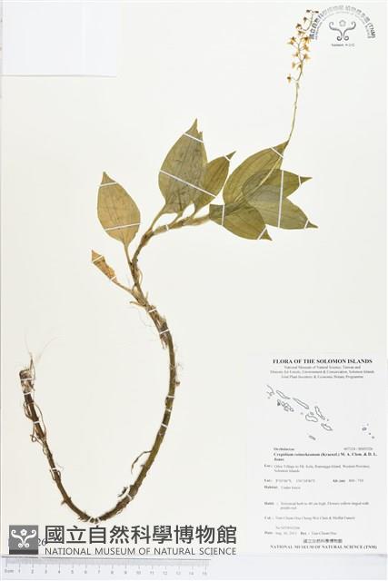 登錄號:BS03526藏品圖，第1張