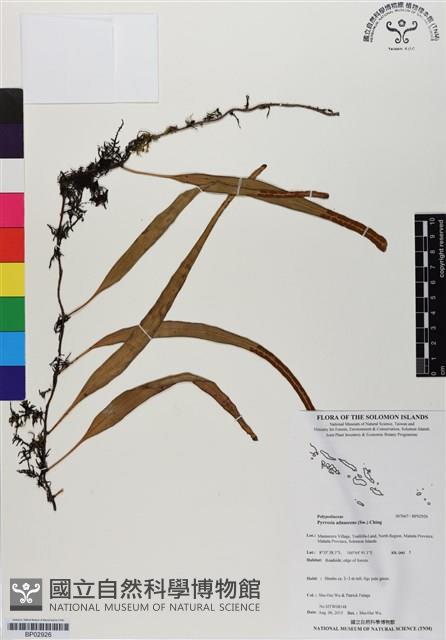 抱樹石葦藏品圖，第1張