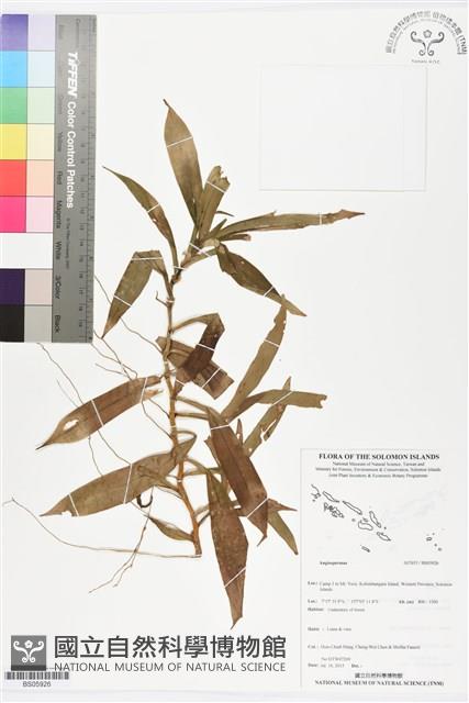 登錄號:BS05926藏品圖，第1張