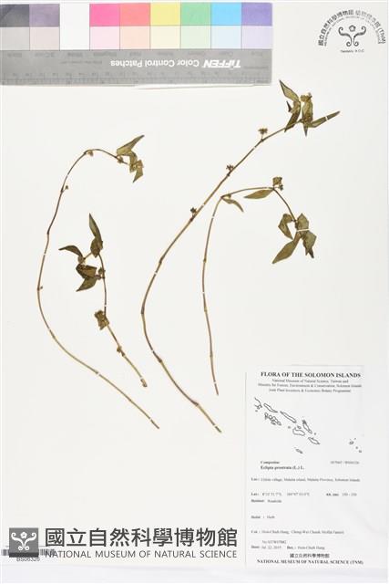 鱧腸藏品圖，第1張