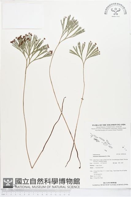 分枝莎草蕨藏品圖，第1張