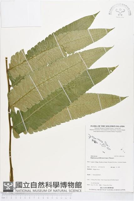 多生菜蕨藏品圖，第1張