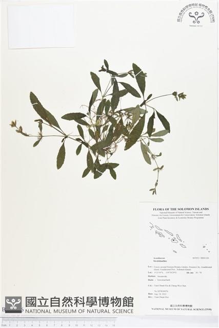 登錄號:BS01326藏品圖，第1張