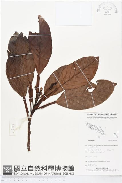 登錄號:BS05326藏品圖，第1張