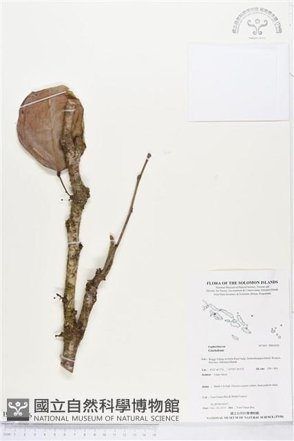 登錄號:BS04326藏品圖，第1張