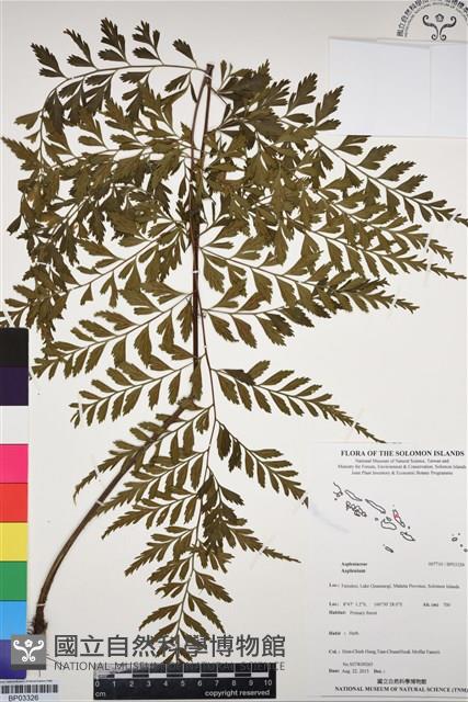 登錄號:BP03326藏品圖，第1張