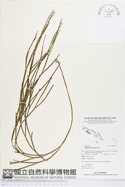 垂枝松葉蕨藏品圖，第1張