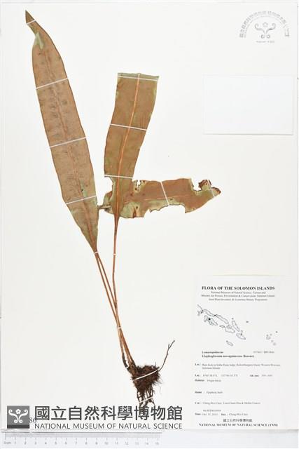 登錄號:BP01886藏品圖，第1張