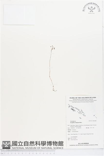 蘭嶼霉草藏品圖，第1張