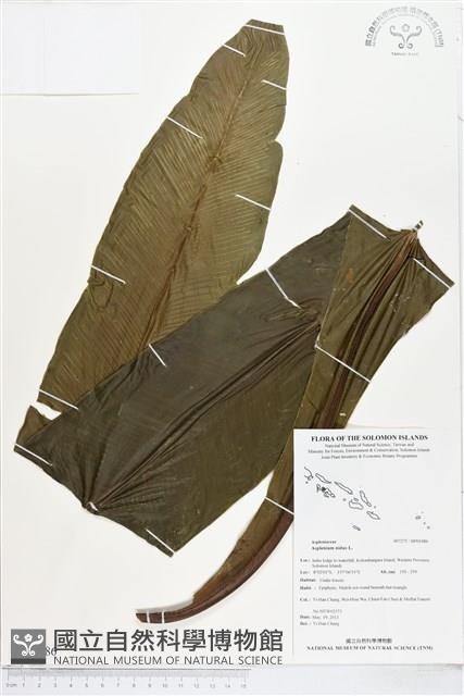 臺灣山蘇花藏品圖，第1張