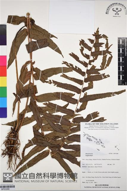 Accession Number:BP03086 Collection Image