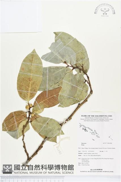 登錄號:BS03086藏品圖，第1張