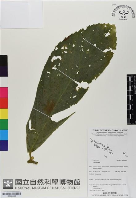 登錄號:BS06686藏品圖，第1張