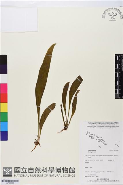 登錄號:BP02686藏品圖，第1張