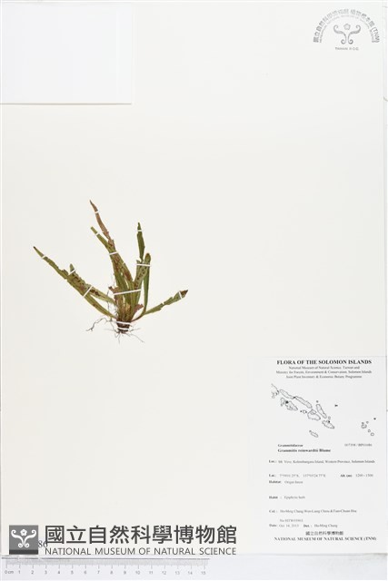 登錄號:BP01686藏品圖，第1張