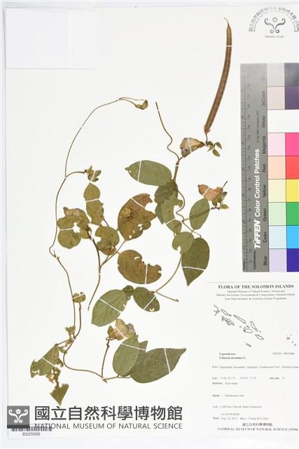 蝶豆、蝴蝶花豆藏品圖，第1張