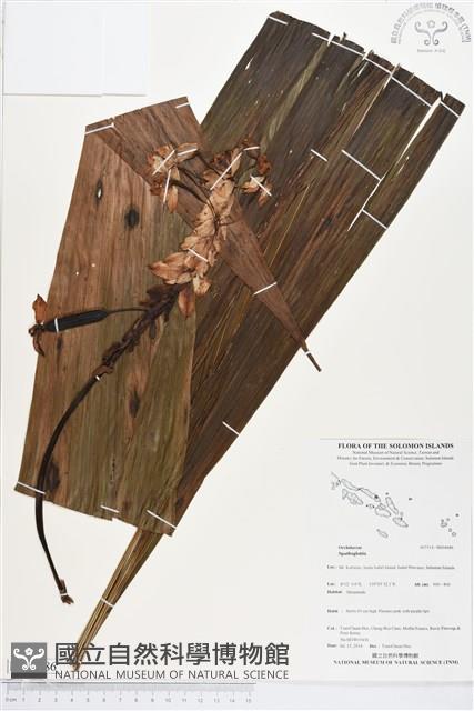 登錄號:BS04686藏品圖，第1張