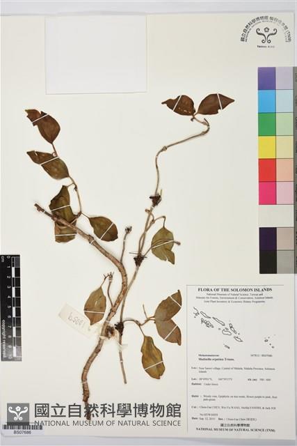 登錄號:BS07686藏品圖，第1張