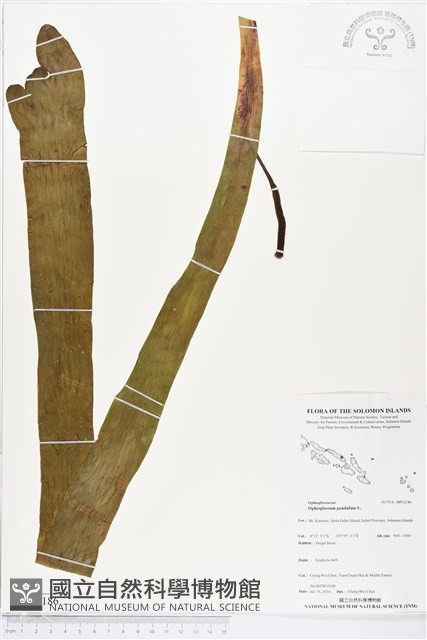 帶狀瓶爾小草藏品圖，第1張