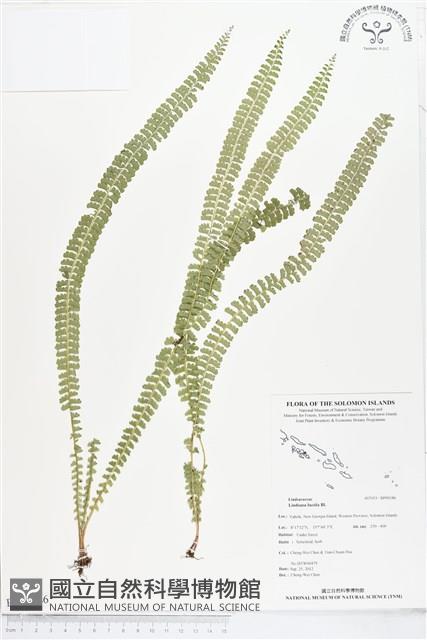 方柄鱗始蕨藏品圖，第1張