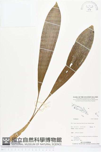 登錄號:BS04186藏品圖，第1張