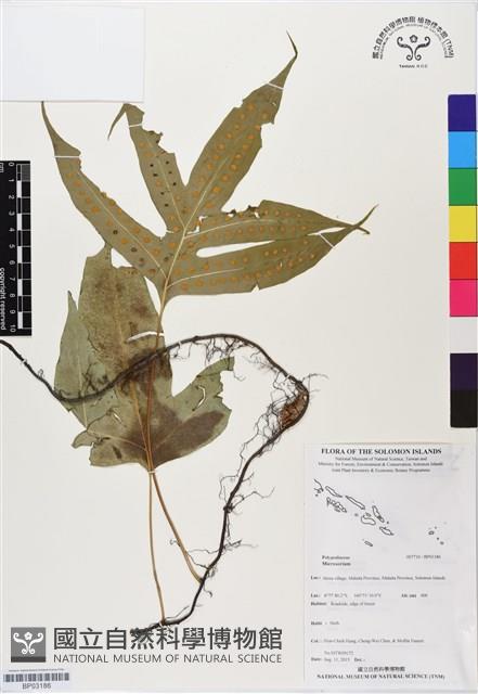 登錄號:BP03186藏品圖，第1張