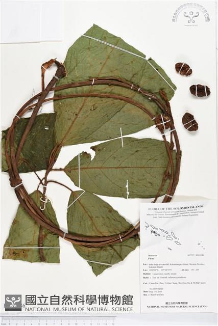 登錄號:BS03186藏品圖，第1張