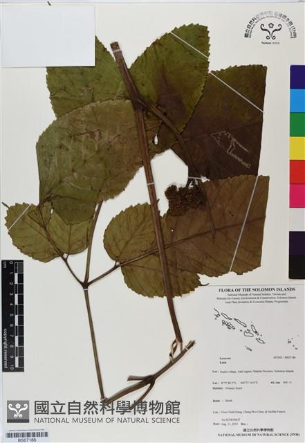 登錄號:BS07186藏品圖，第1張