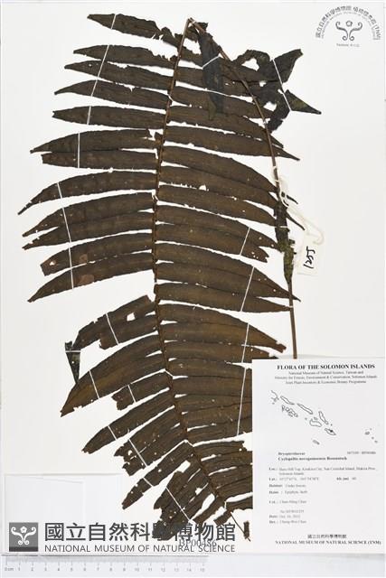 登錄號:BP00486藏品圖，第1張