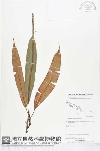 登錄號:BP01486藏品圖，第1張