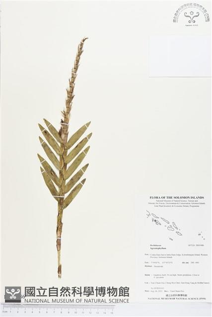 登錄號:BS03486藏品圖，第1張