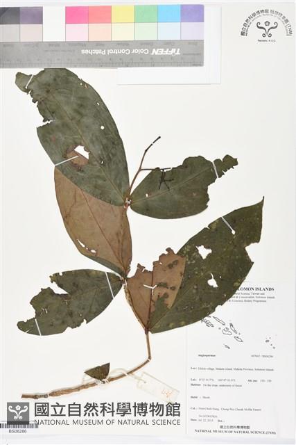 登錄號:BS06286藏品圖，第1張