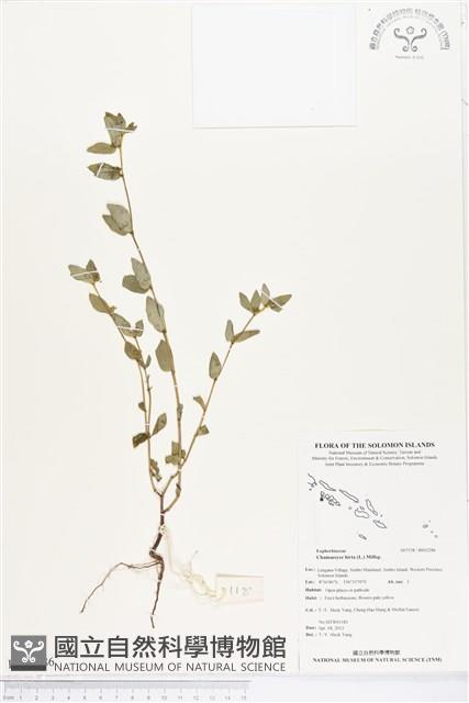 飛揚草藏品圖，第1張