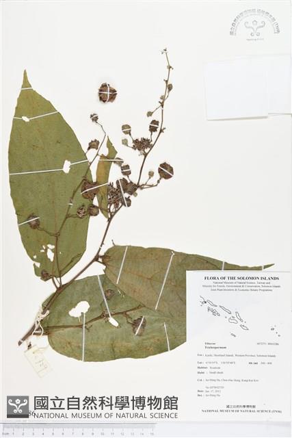 登錄號:BS03286藏品圖，第1張