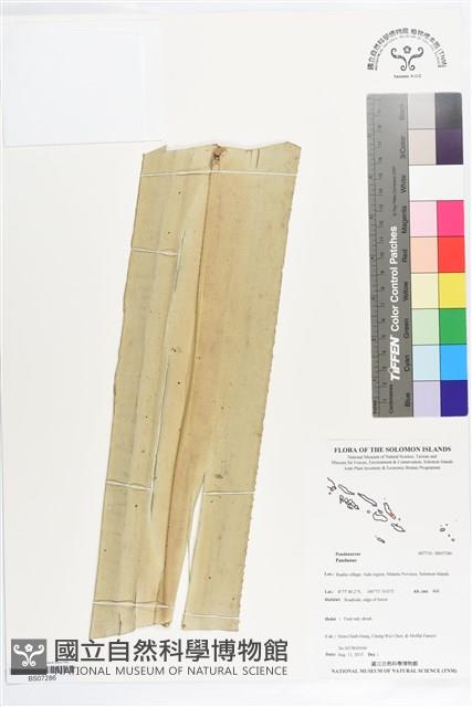 登錄號:BS07286藏品圖，第1張