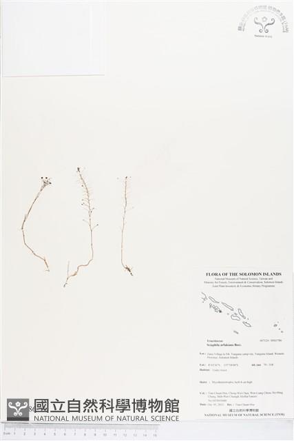 登錄號:BS03786藏品圖，第1張