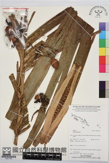 檳榔藏品圖，第1張