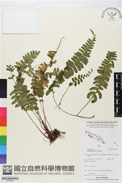 登錄號:BP02586藏品圖，第1張