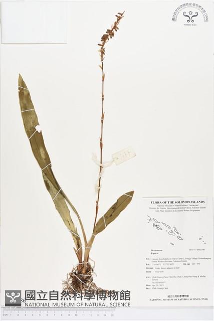 登錄號:BS02586藏品圖，第1張